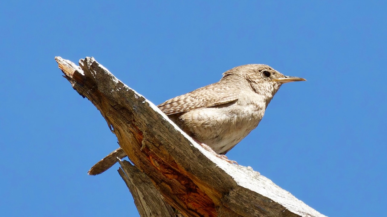 House Wren