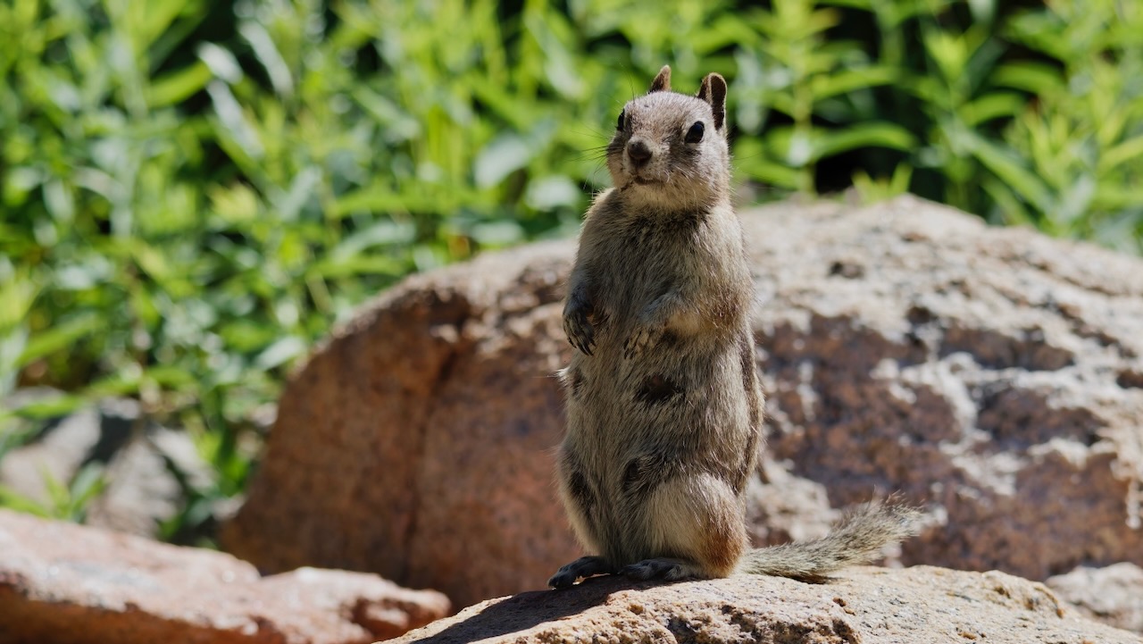 Wyoming Ground Squirrel