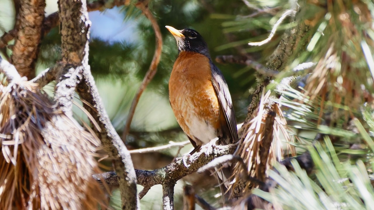 American Robin