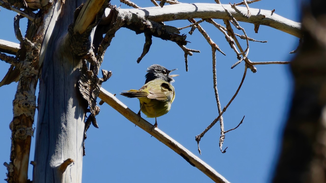 MacGillivray's Warbler