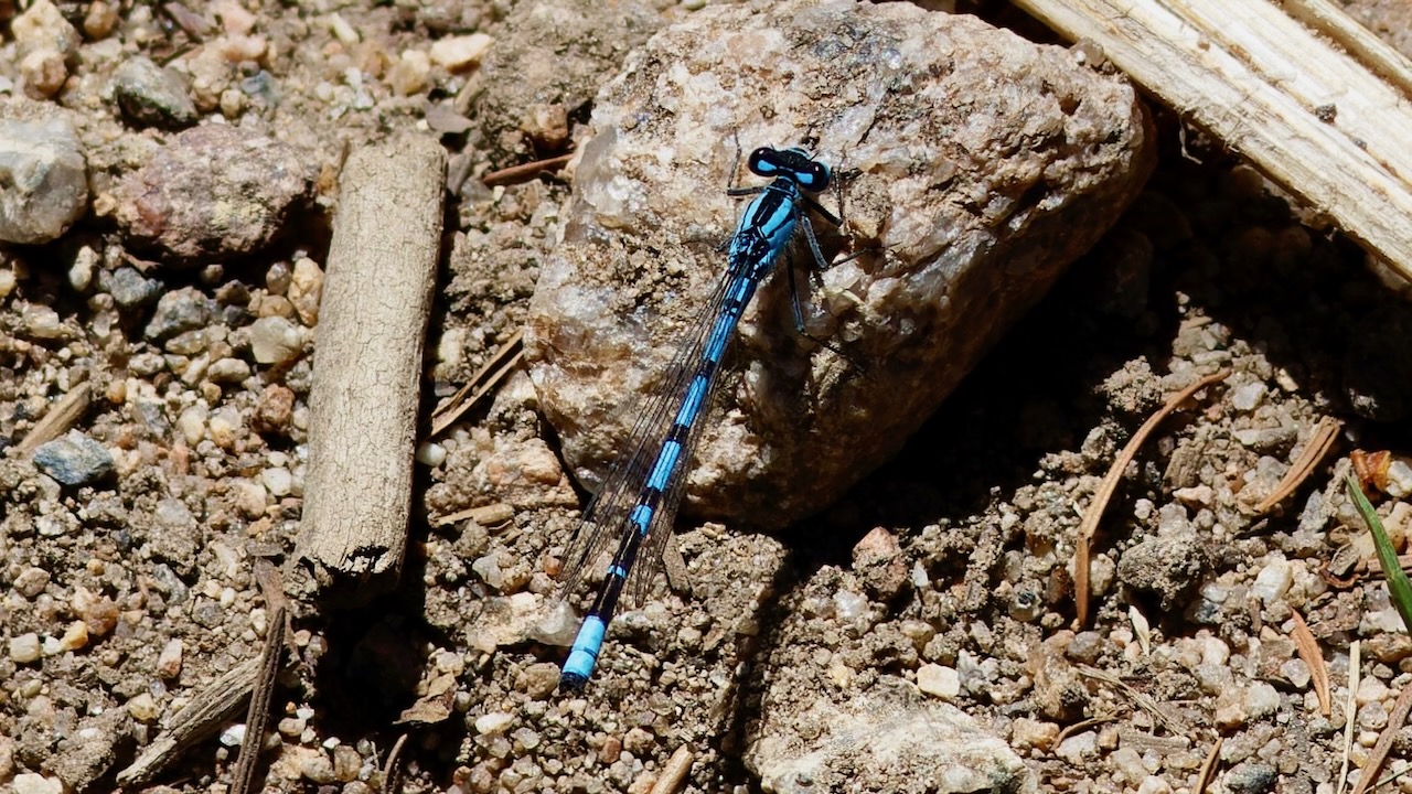 Bluet Damselfly