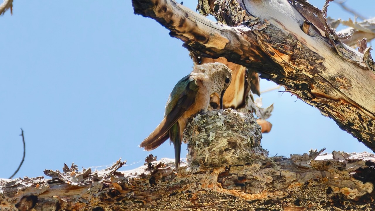 Rufous Hummingbird