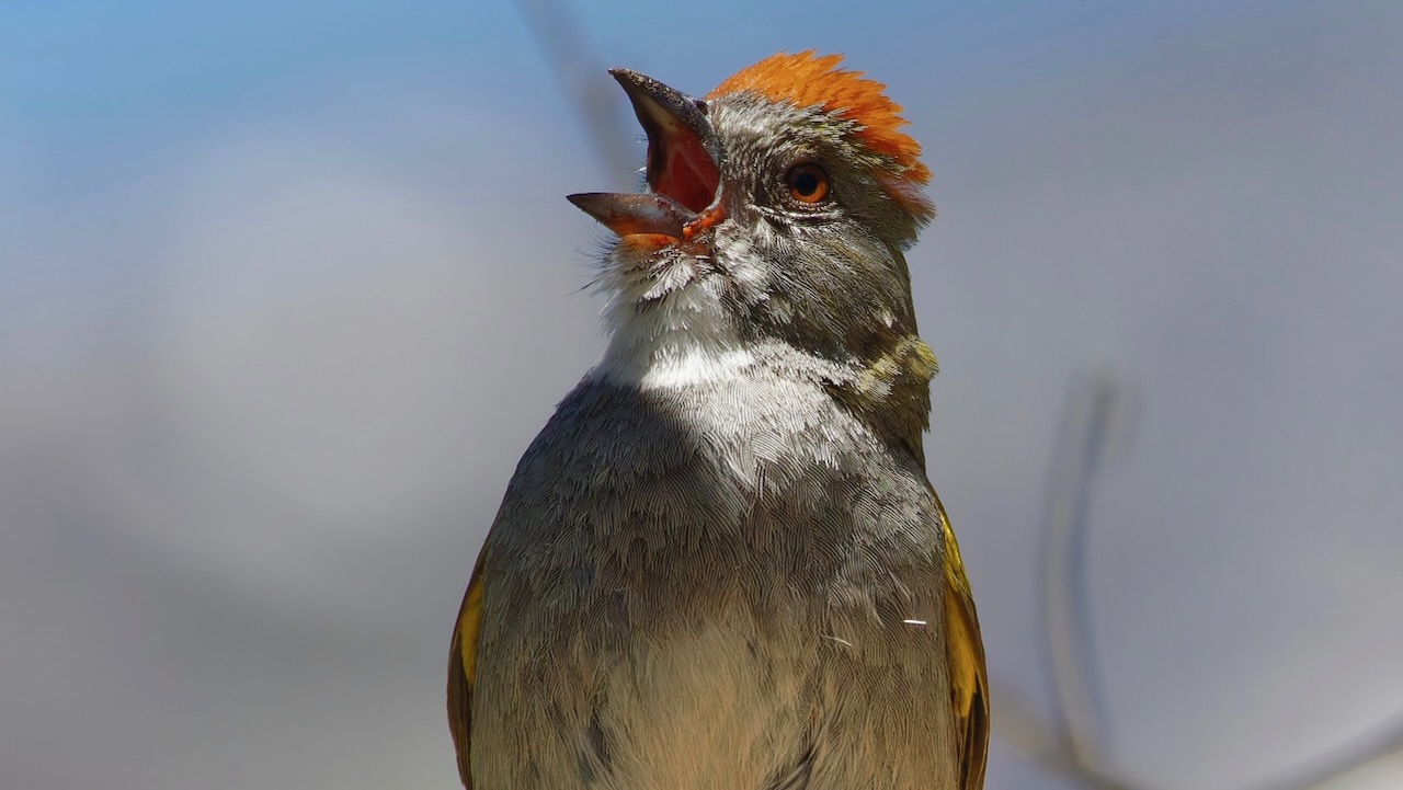 Green-tailed Towhee