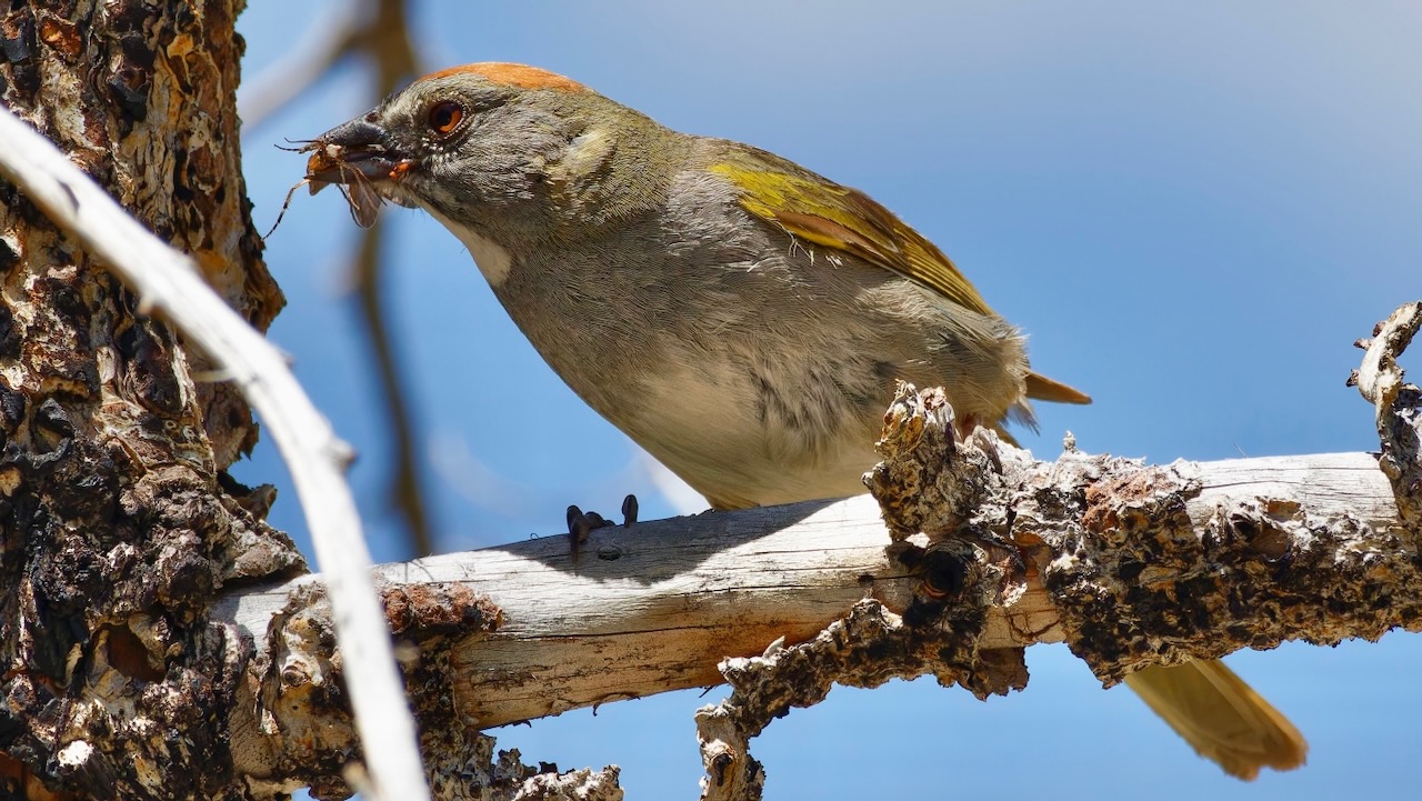 Green-tailed Towhee