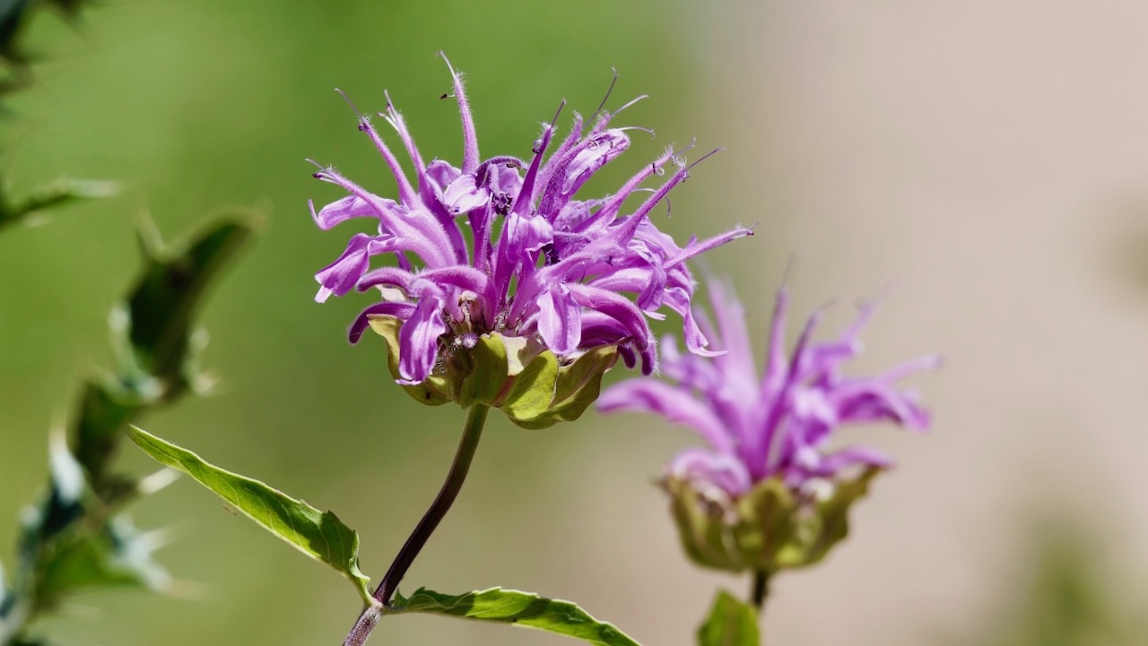 Wild bergamot