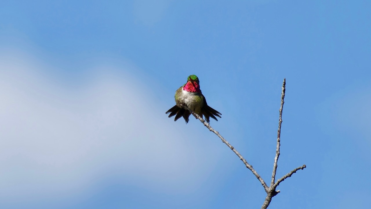 Broad-tailed Hummingbird