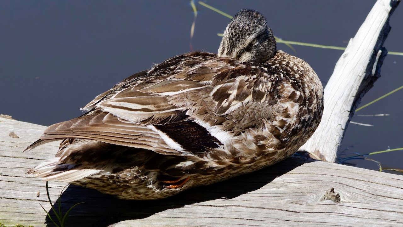 Mallard (Female)