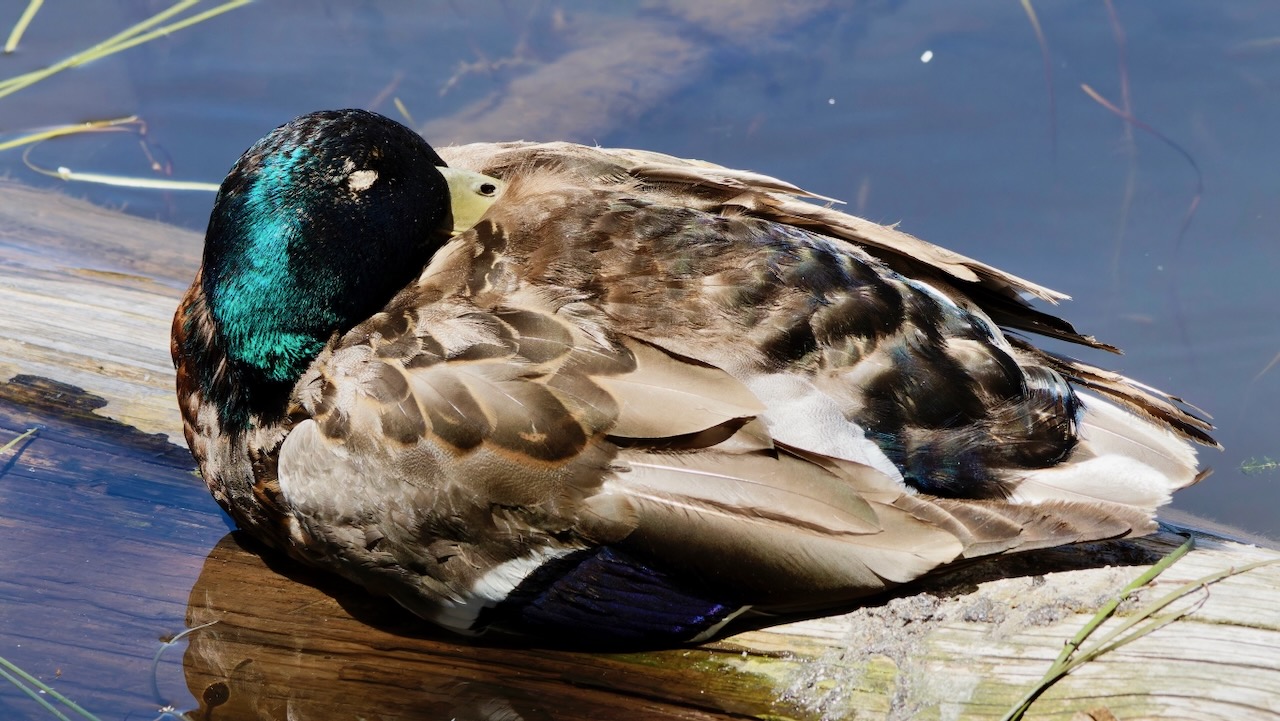 Mallard (Male)