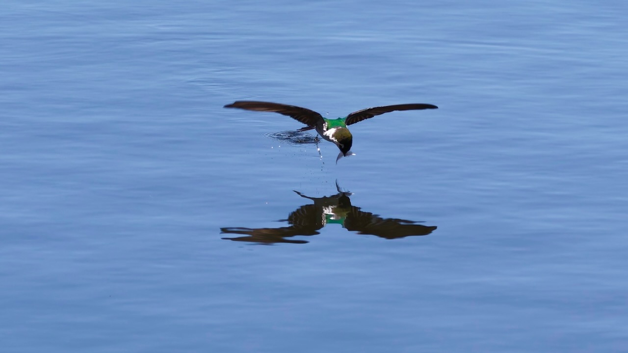 Violet-green Swallow