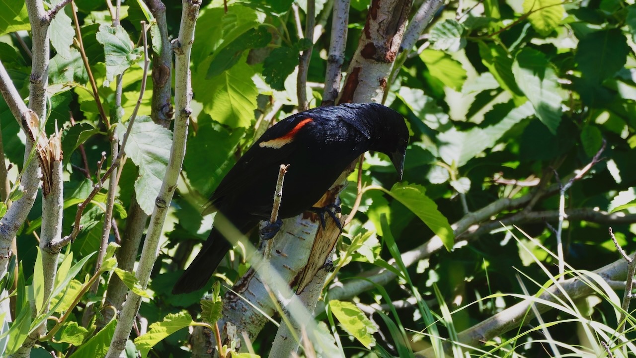 Red-winged Blackbird