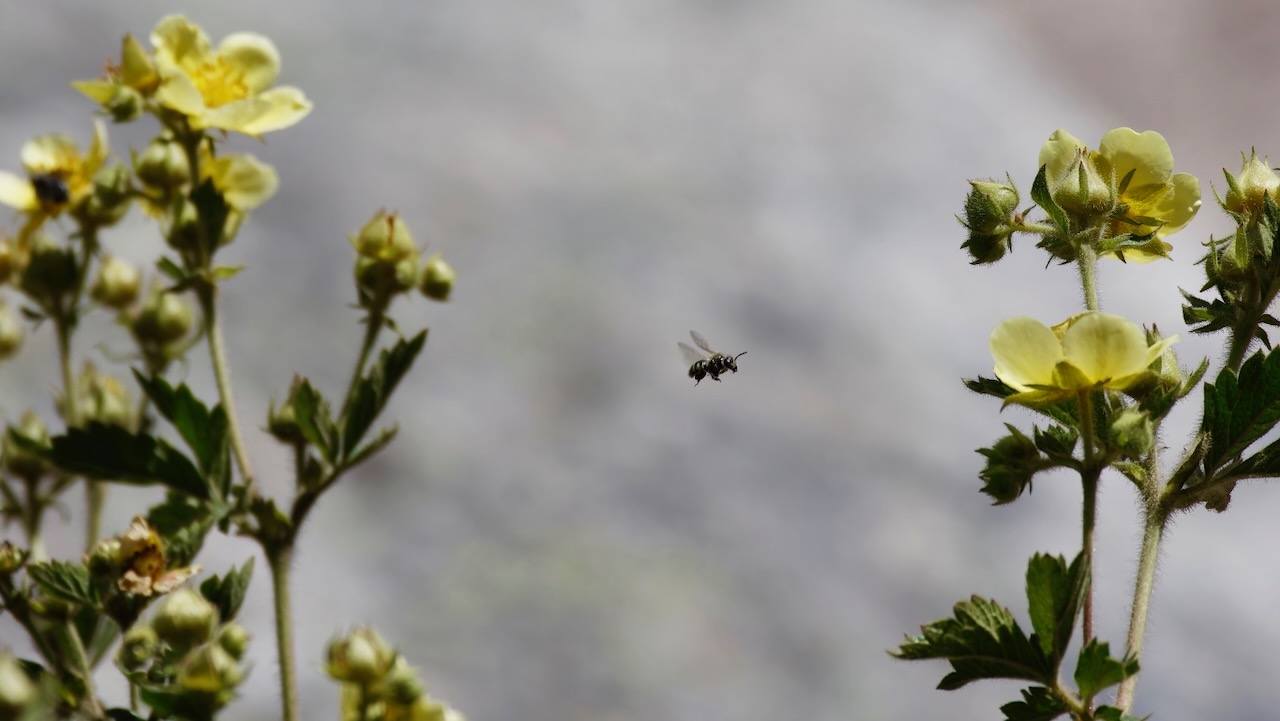 Sulfur Cinquefoil (and a bee)