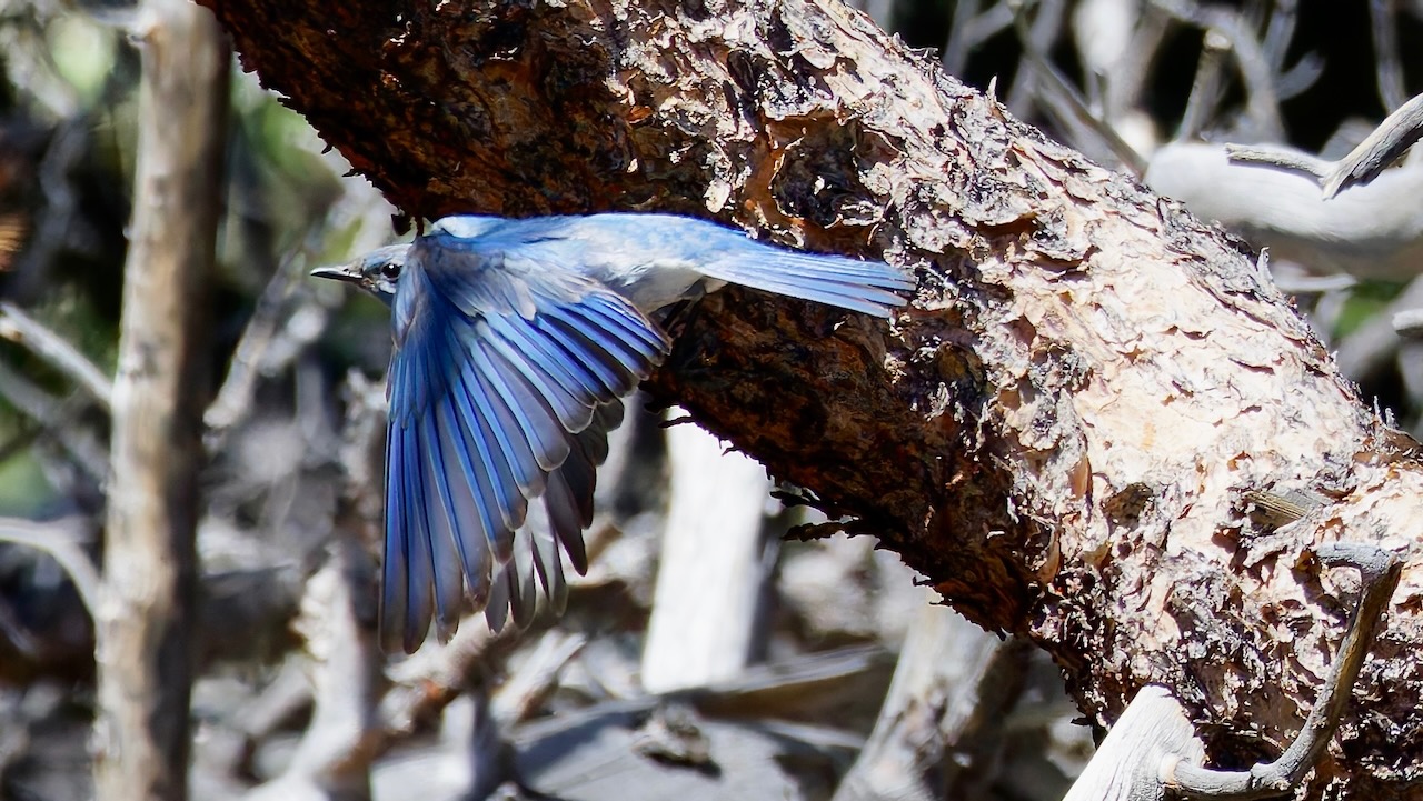 Mountain Bluebird