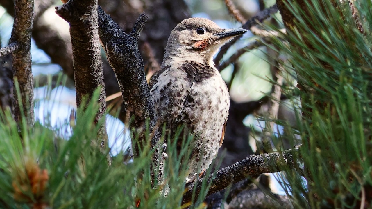 Northern Flicker