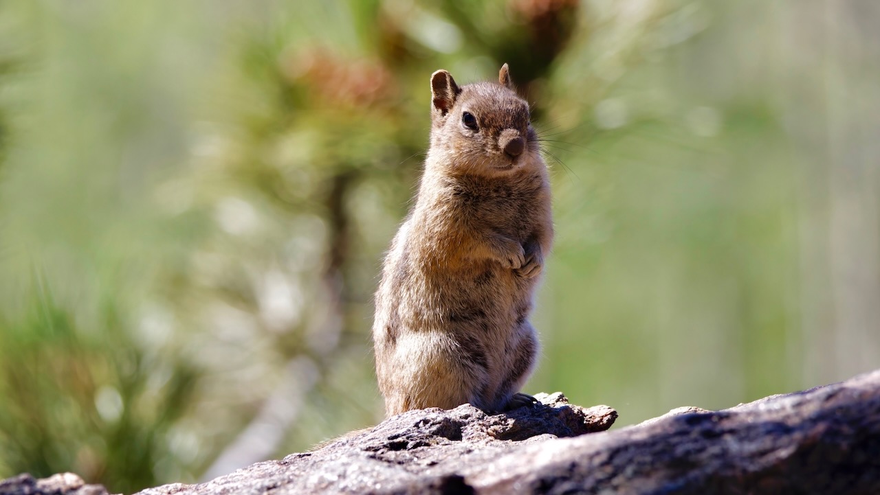 Pine Squirrel