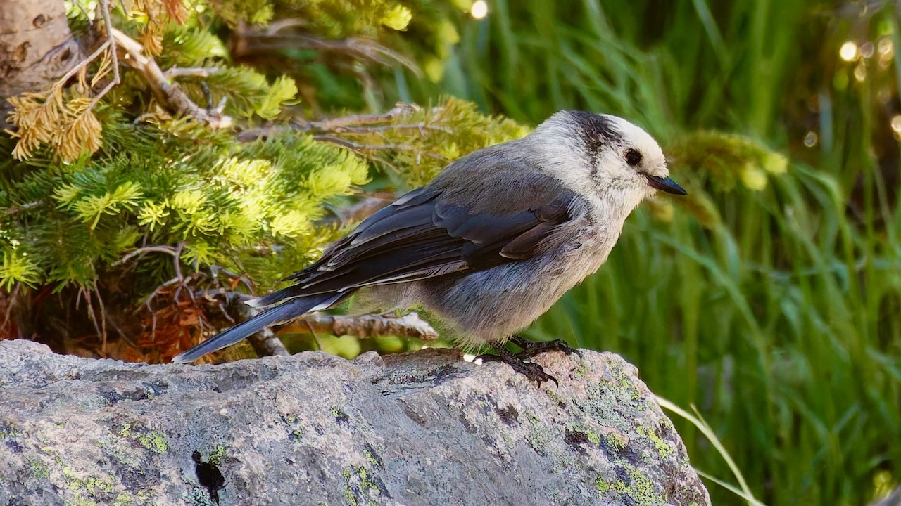 Canada Jay