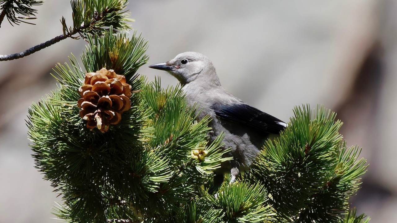 Clark’s Nutcracker