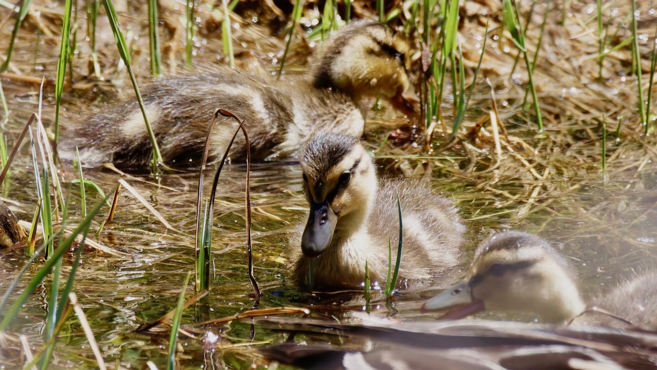 Mallard chicks