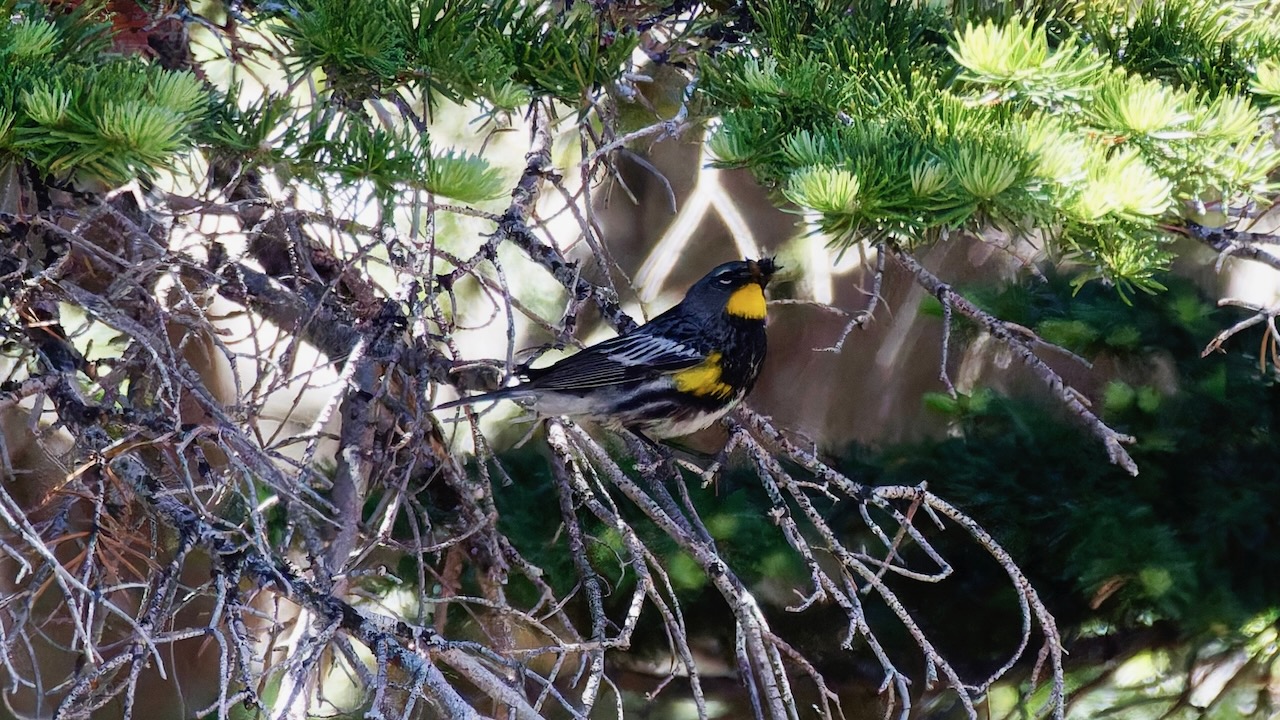 Yellow-rumped Warbler