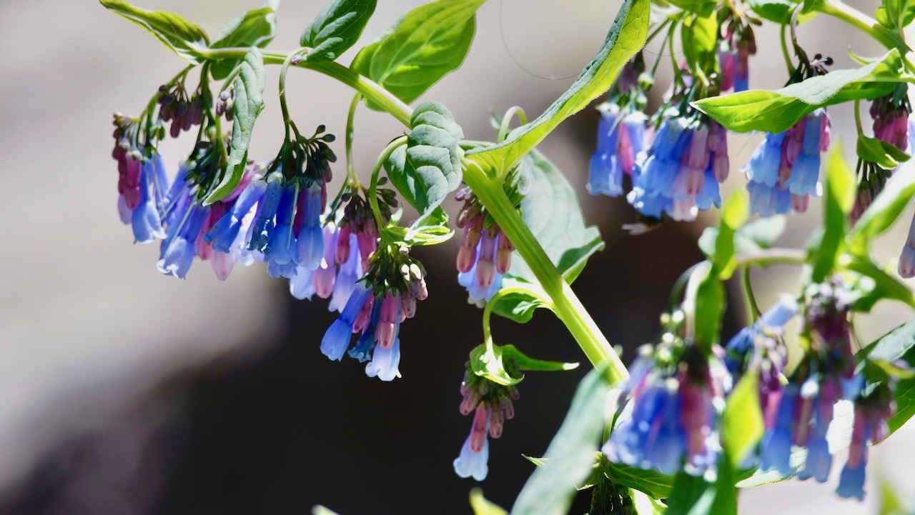 Tall fringed bluebells