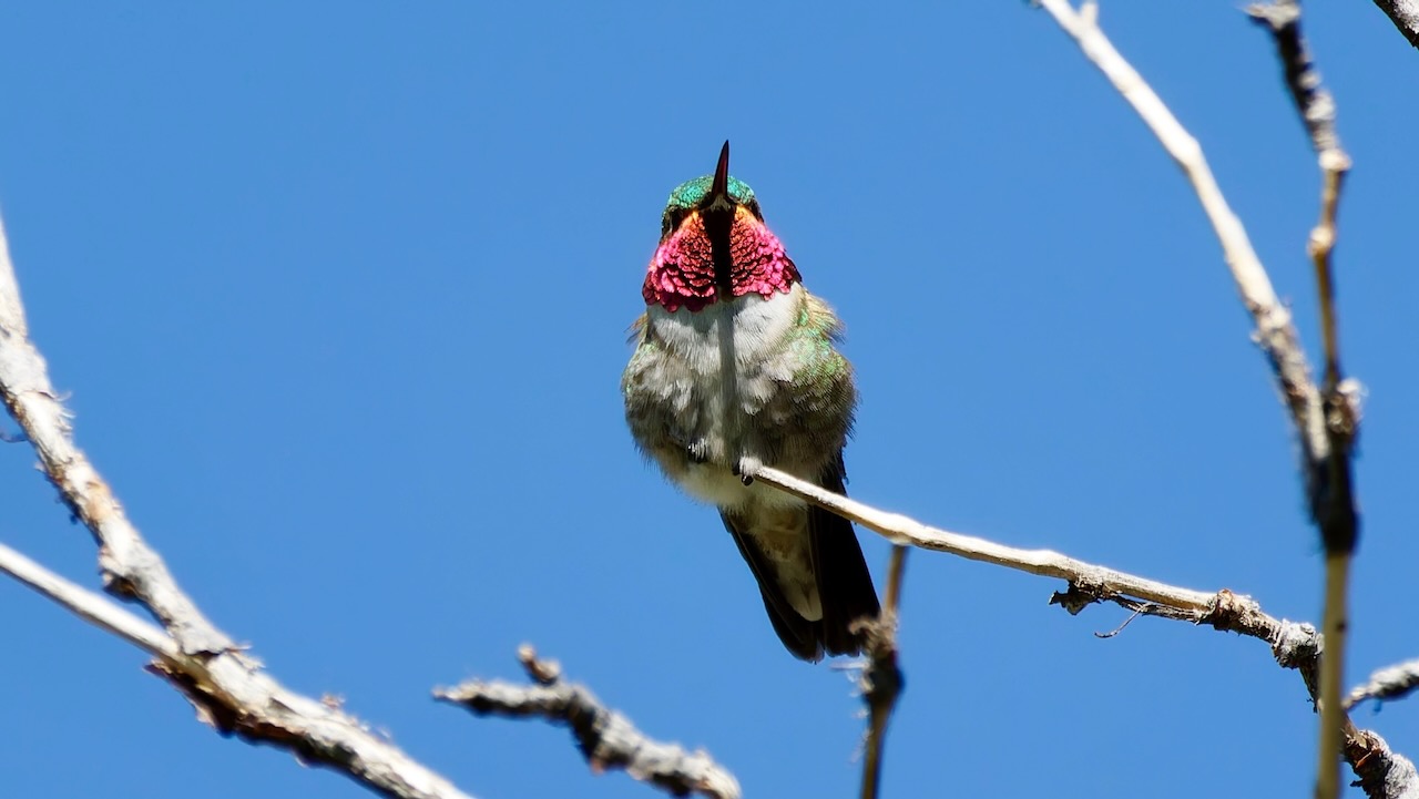 Broad-tailed Hummingbird