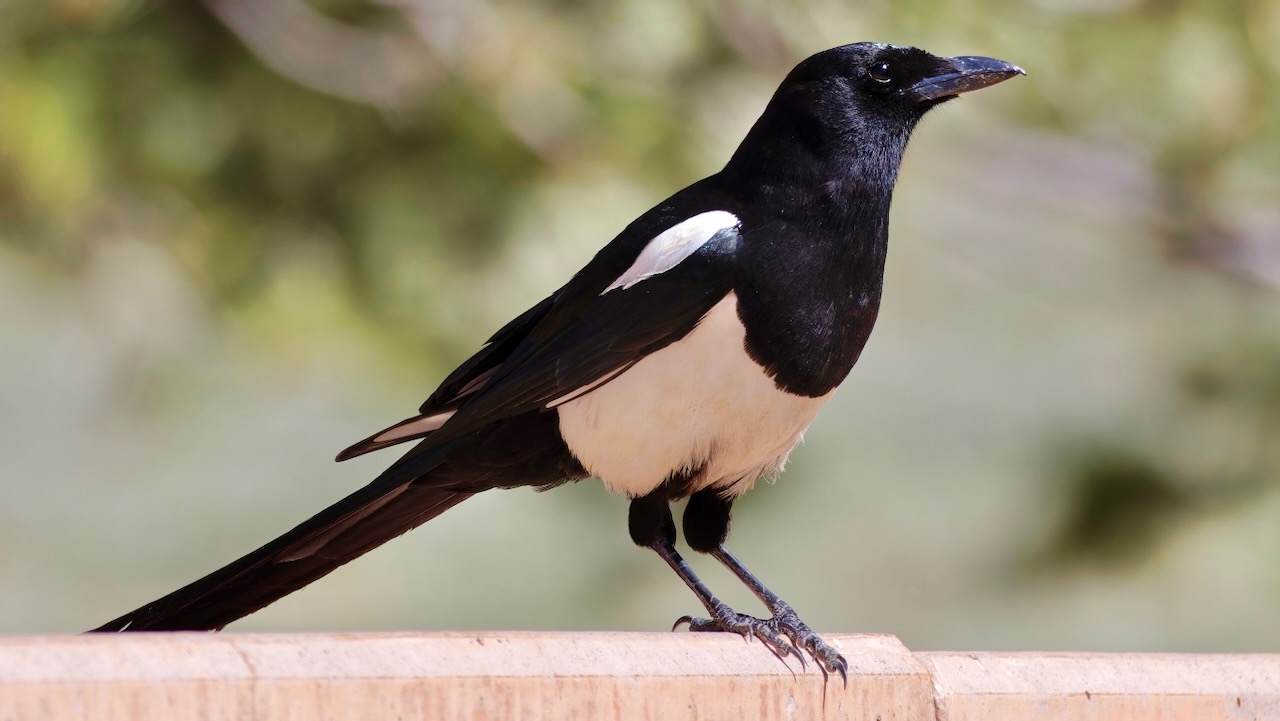 Black-billed Magpie