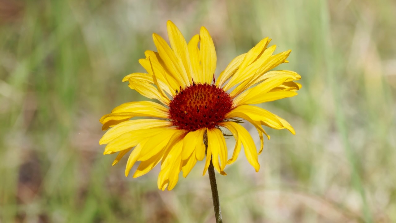 Indian blanket flower