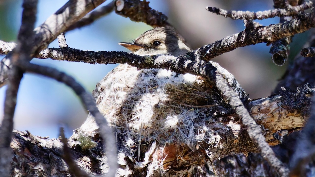 Olive-sided Flycatcher