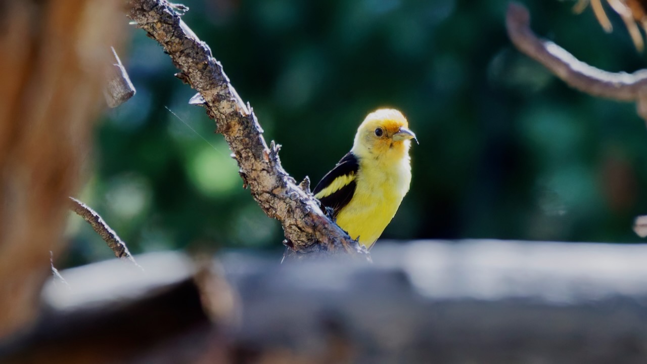 Western Tanager