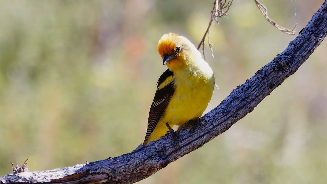 Western Tanager