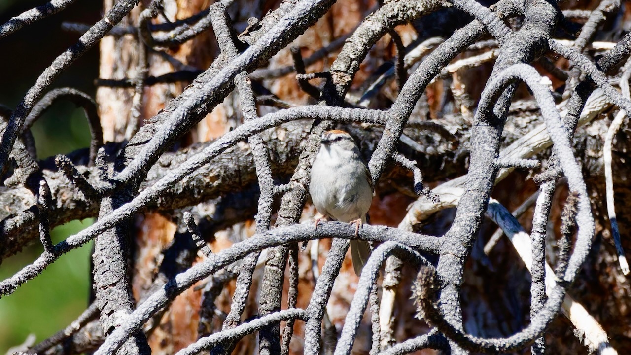 Chipping Sparrow