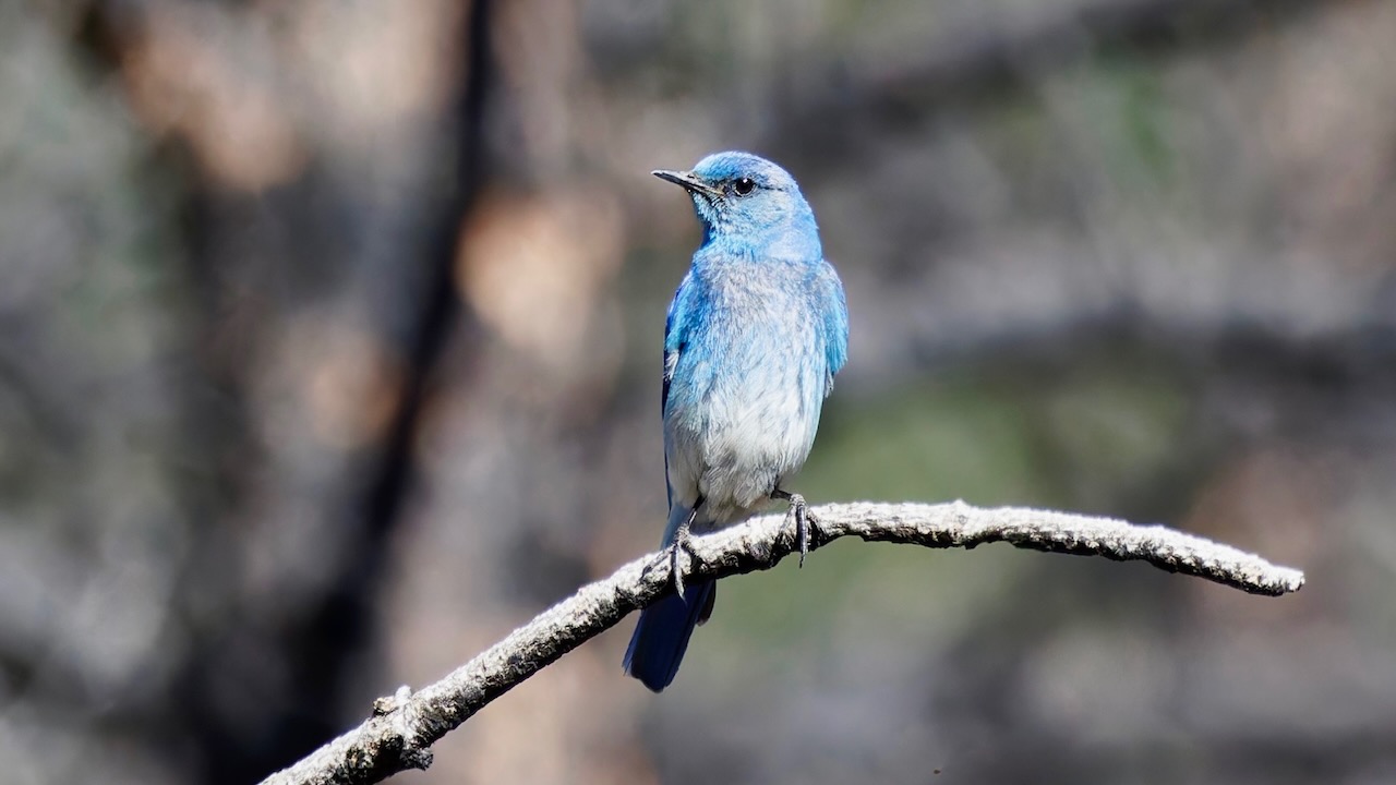 Mountain Bluebird