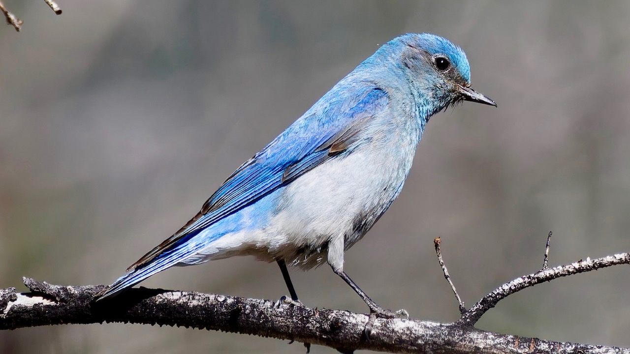 Mountain Bluebird