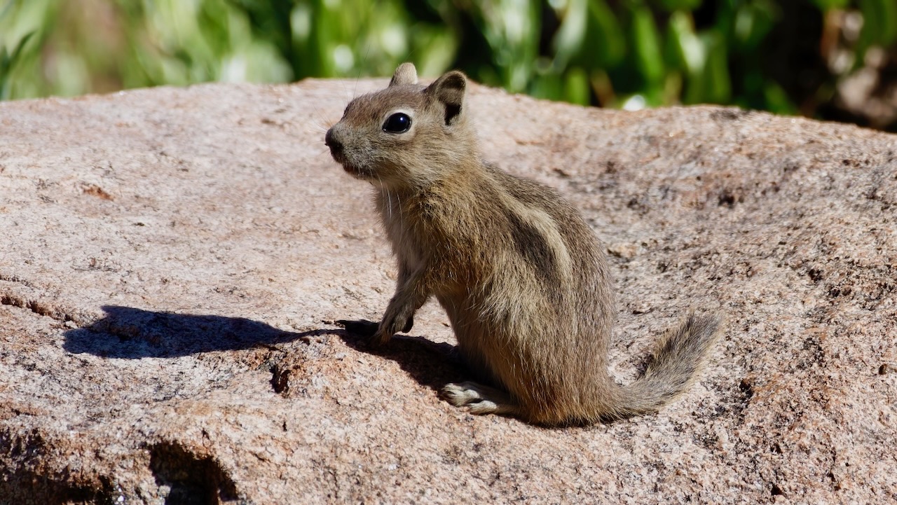 Golden-Mantled Ground Squirrel