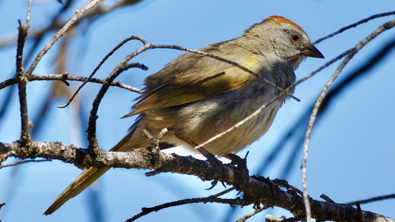 Green-tailed Towhee