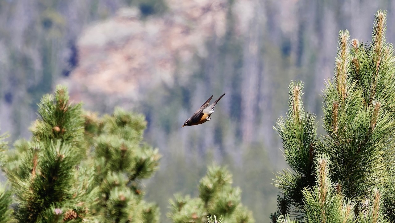 American Robin