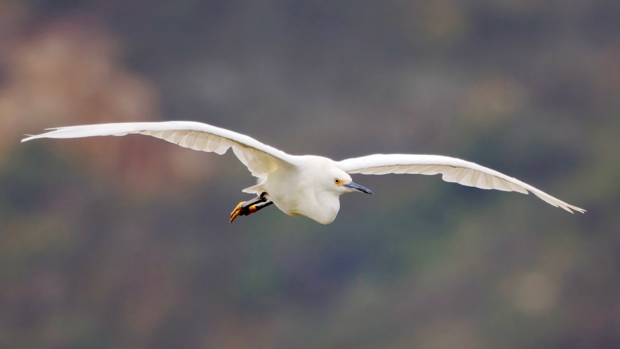 Snowy Egret