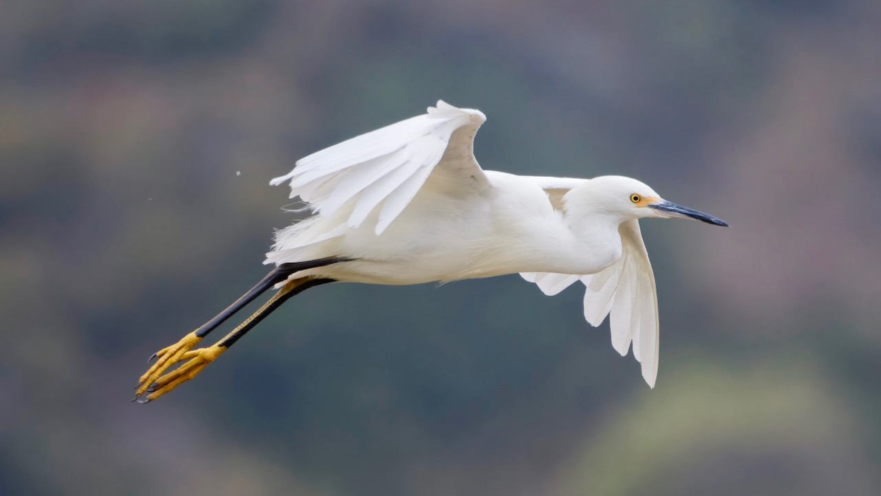 Snowy Egret