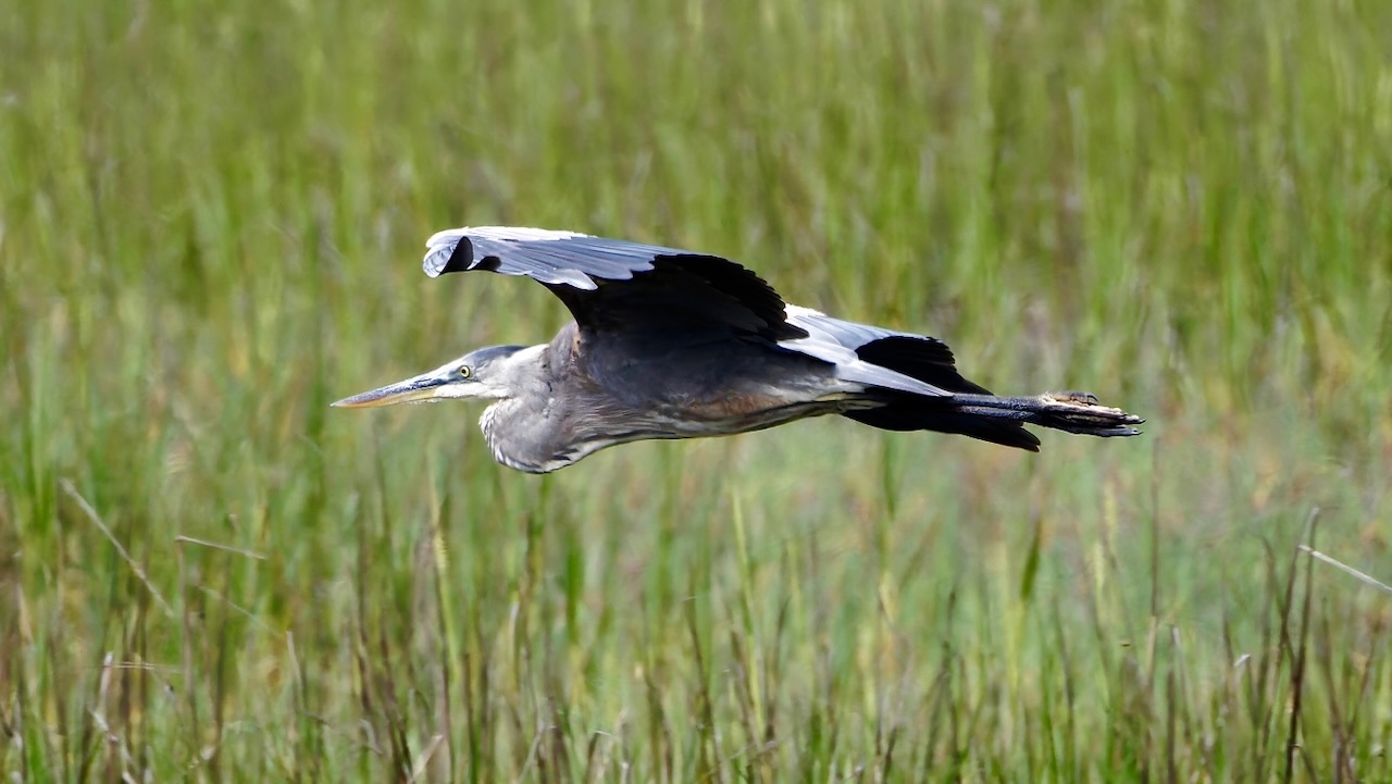 Great Blue Heron