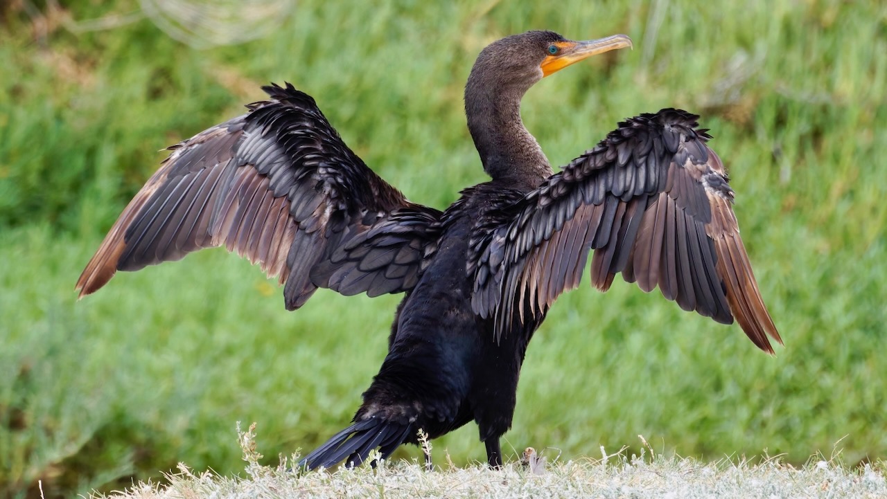 Double-crested Cormorant