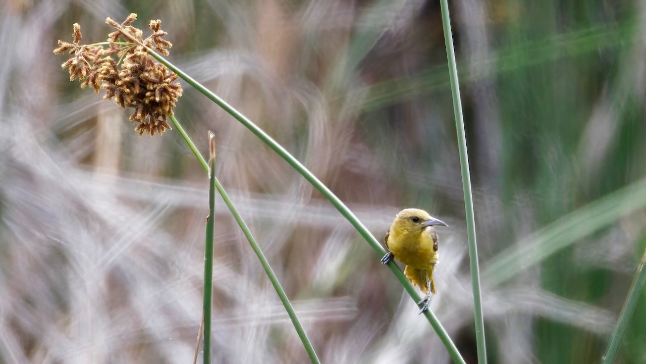 Hooded Oriole