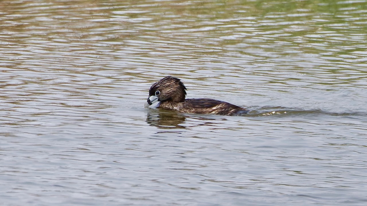 Pied-billed Grebe