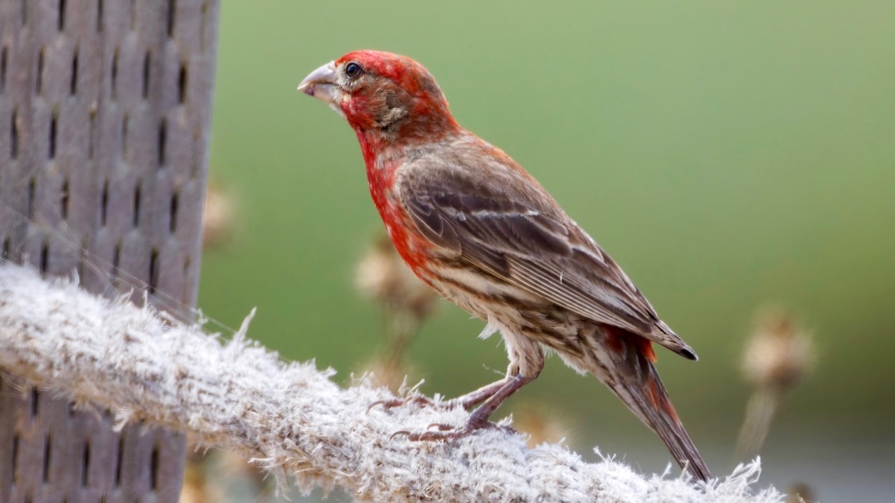 House Finch