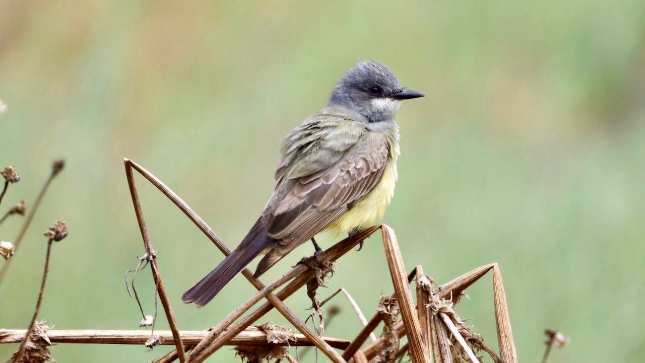 Cassin’s Kingbird