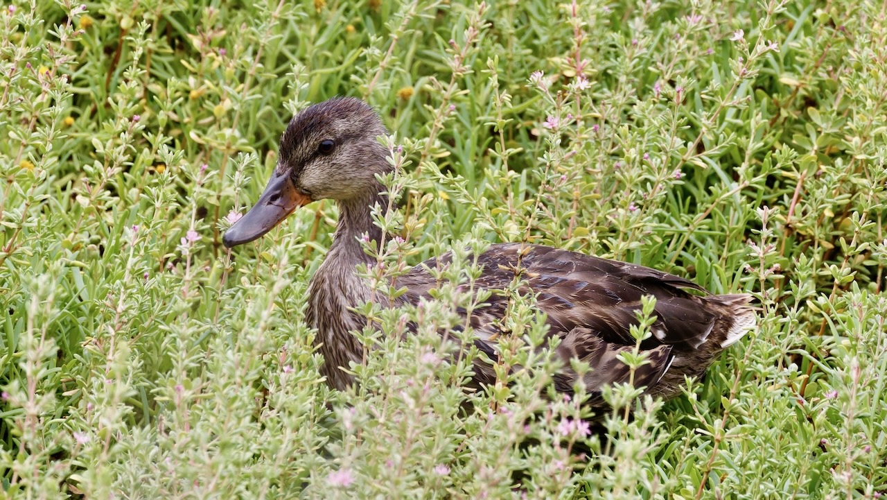 Mallard