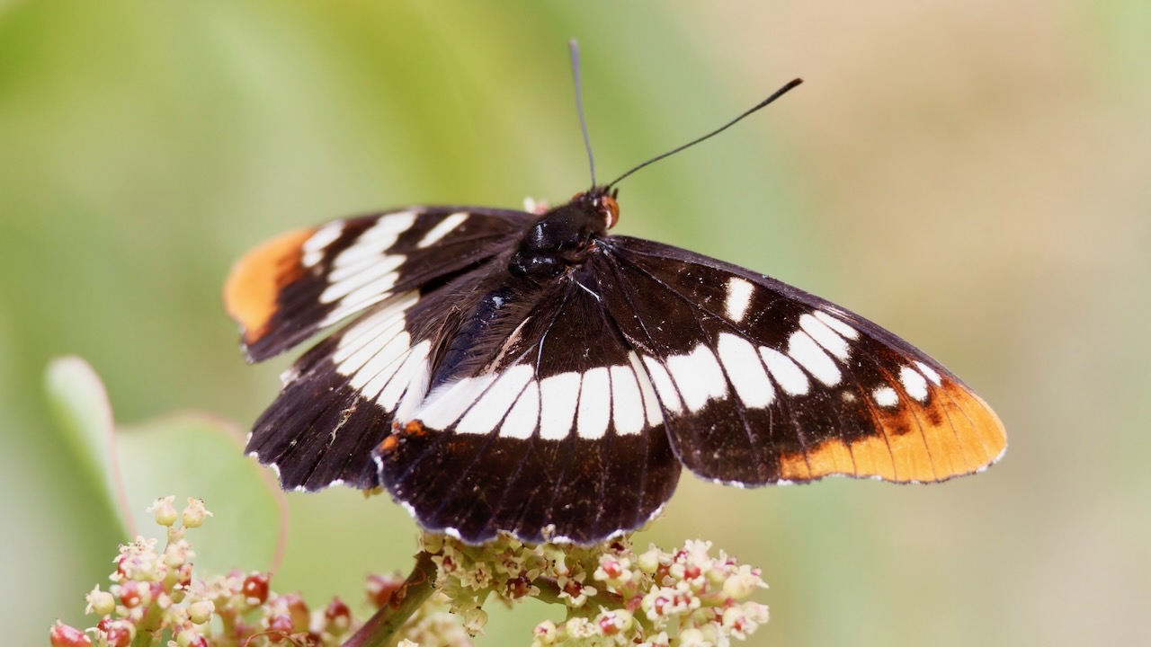 Lorquin's Admiral