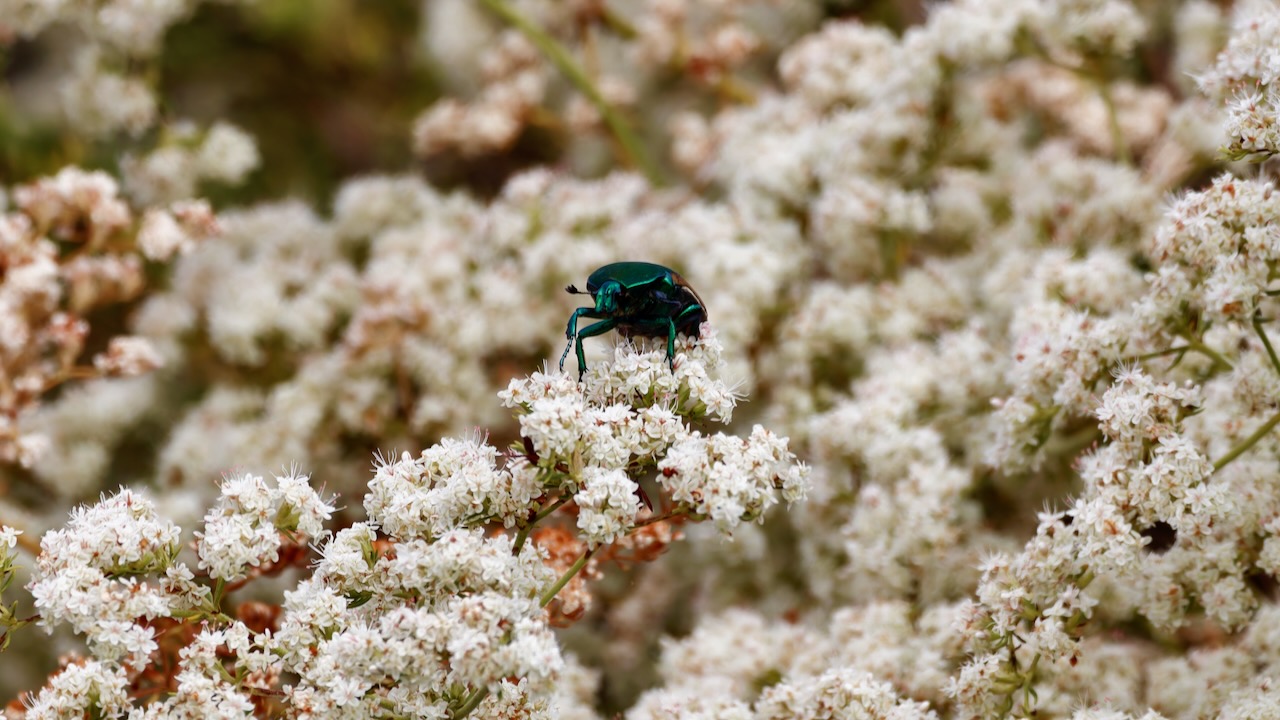 Green Fruit Beetle sitting on California Buckwheat