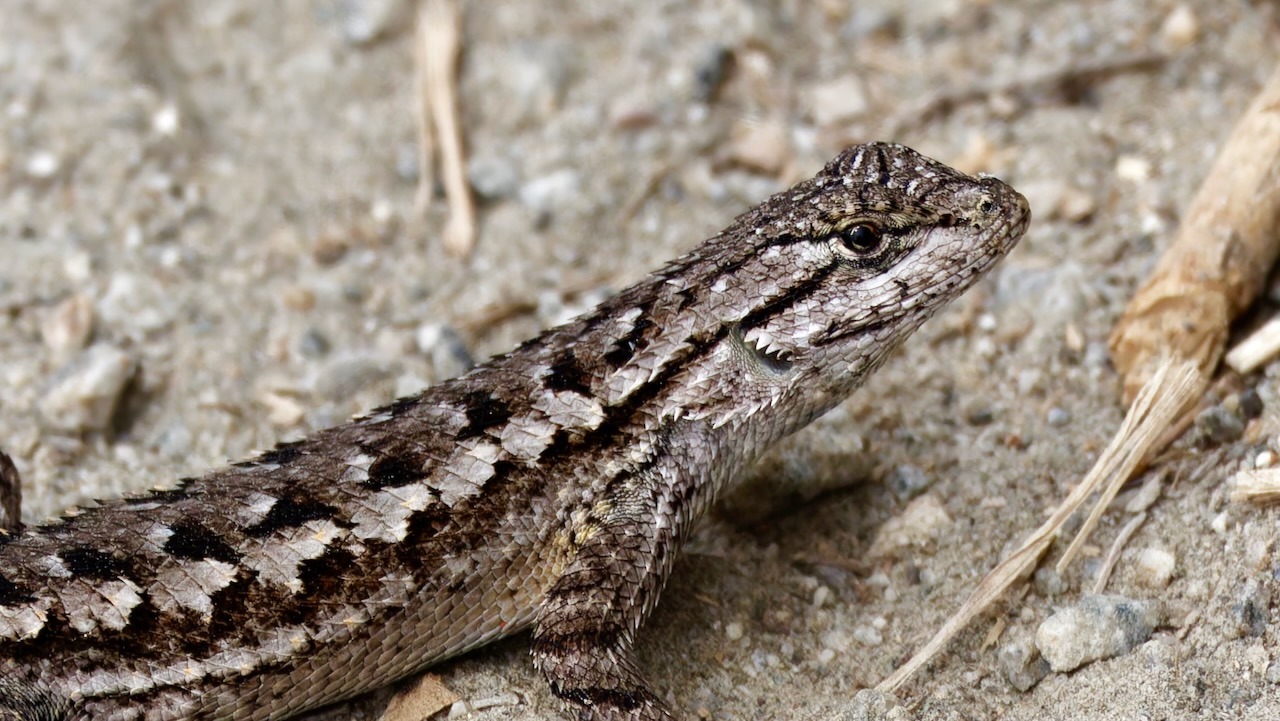 Western Fence Lizard