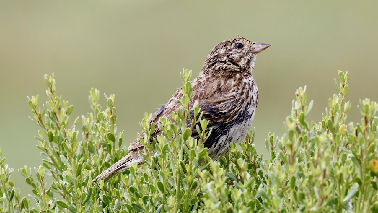 Savannah Sparrow