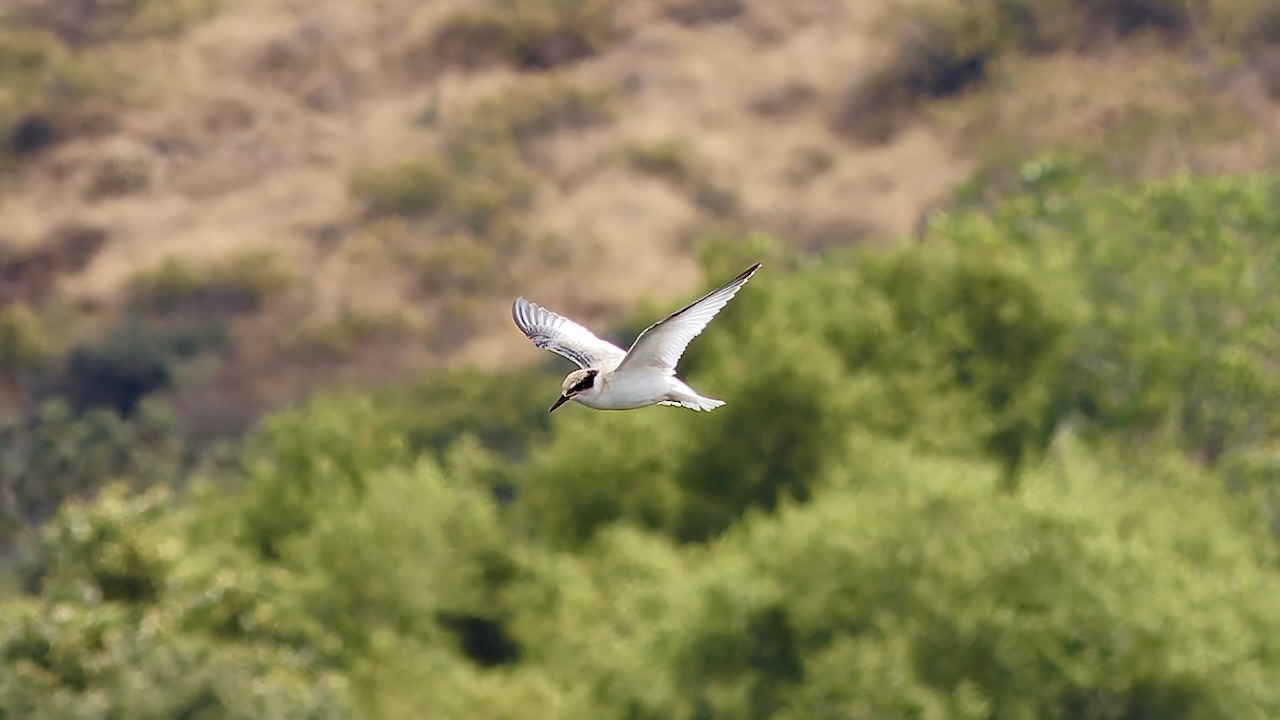 California Least Tern