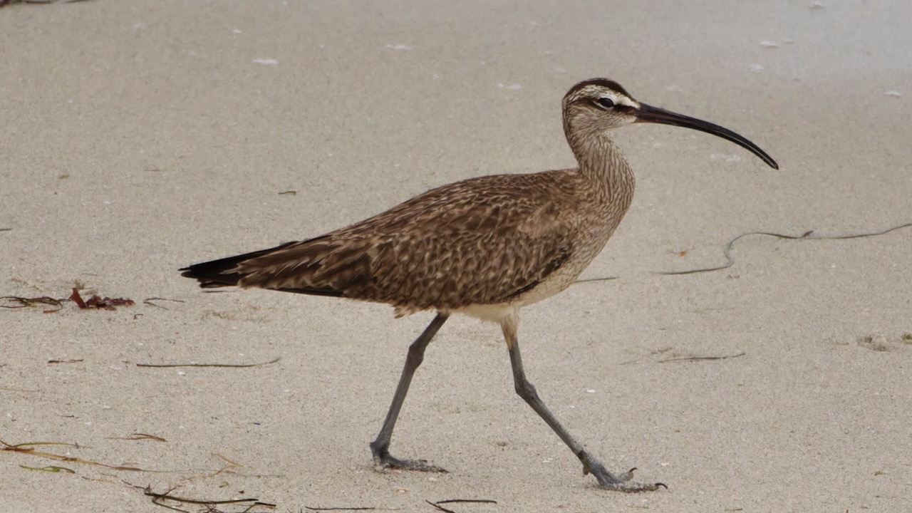 Whimbrel